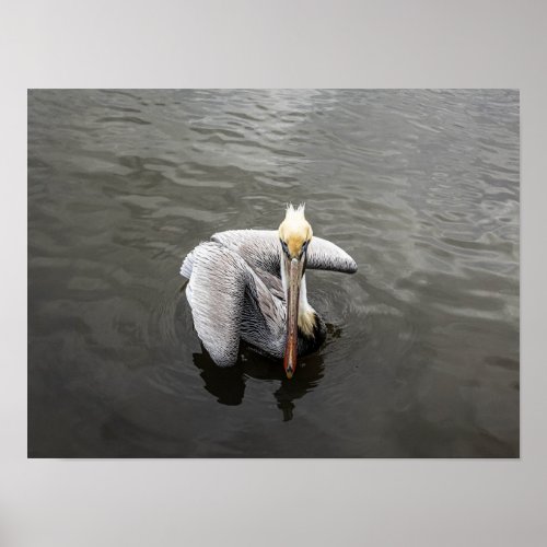 East Coast Pelican Matte Poster