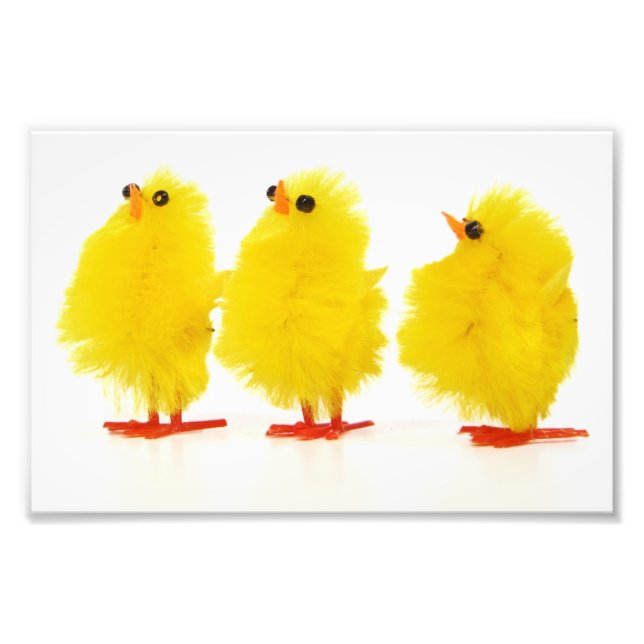Easter baby chicks Photo Print (Front)