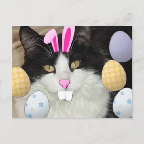 Easter Black and White Kitty Cat Holiday Postcard