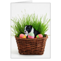 Easter Boston Terrier  dog Card