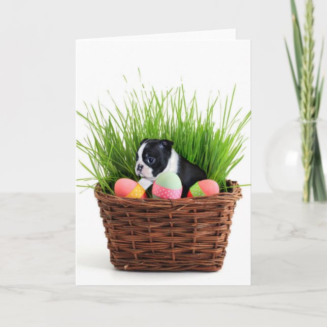 Easter Boston Terrier  dog Holiday Card (Front)