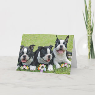 Easter boston terriers holiday card