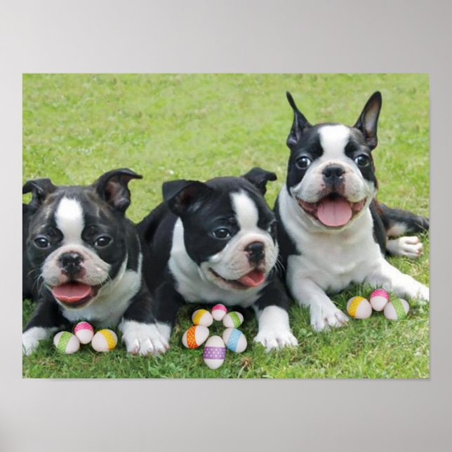 Easter Boston terriers Poster (Front)