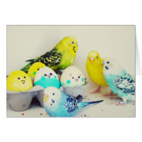 Easter Budgies Card