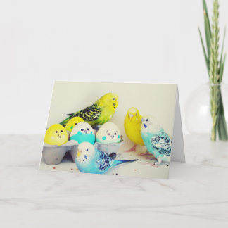 Easter Budgies Holiday Card