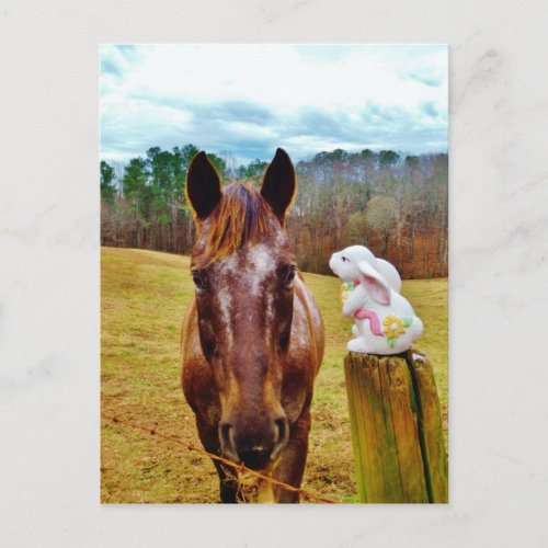 Easter Bunny and Brown horse Holiday Postcard