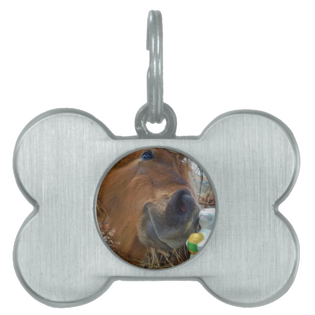 Easter Bunny and Brown horse Pet Tag (Front)