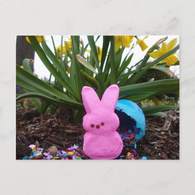 Easter Bunny Animal Spring Pink Peace Love Holiday Postcard (Front)