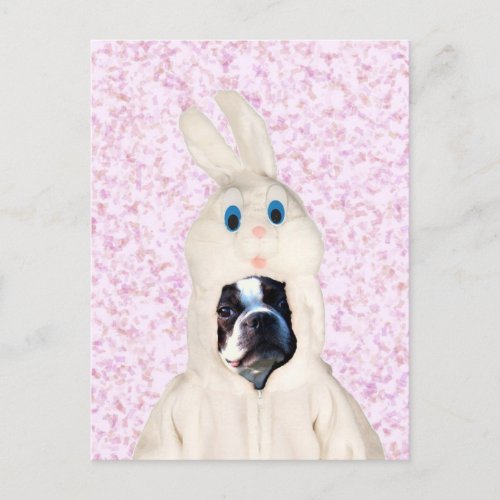 Easter bunny boston terrier postcard