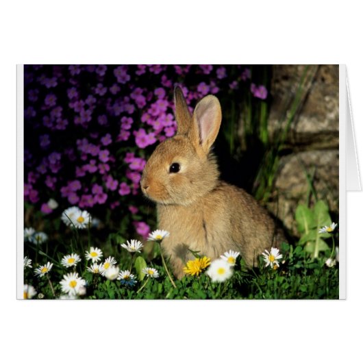Easter Bunny Cards (Front Horizontal)
