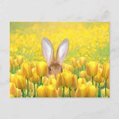 Easter Bunny Holiday Postcard