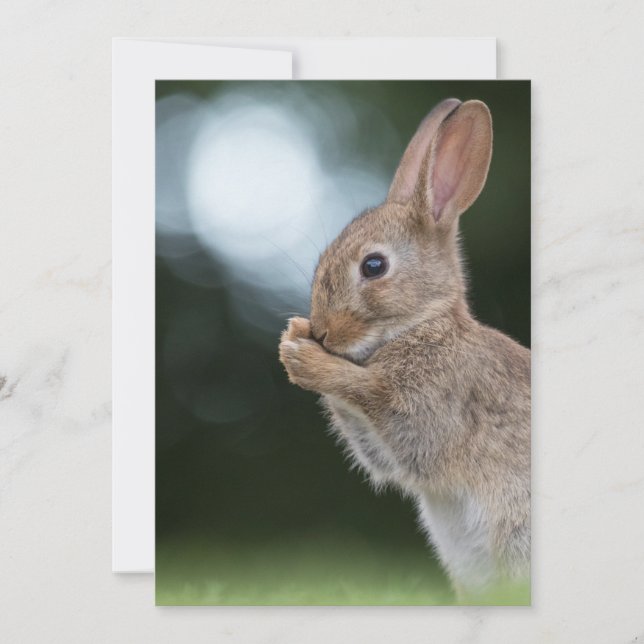 Easter Bunny Photo Card (Front)