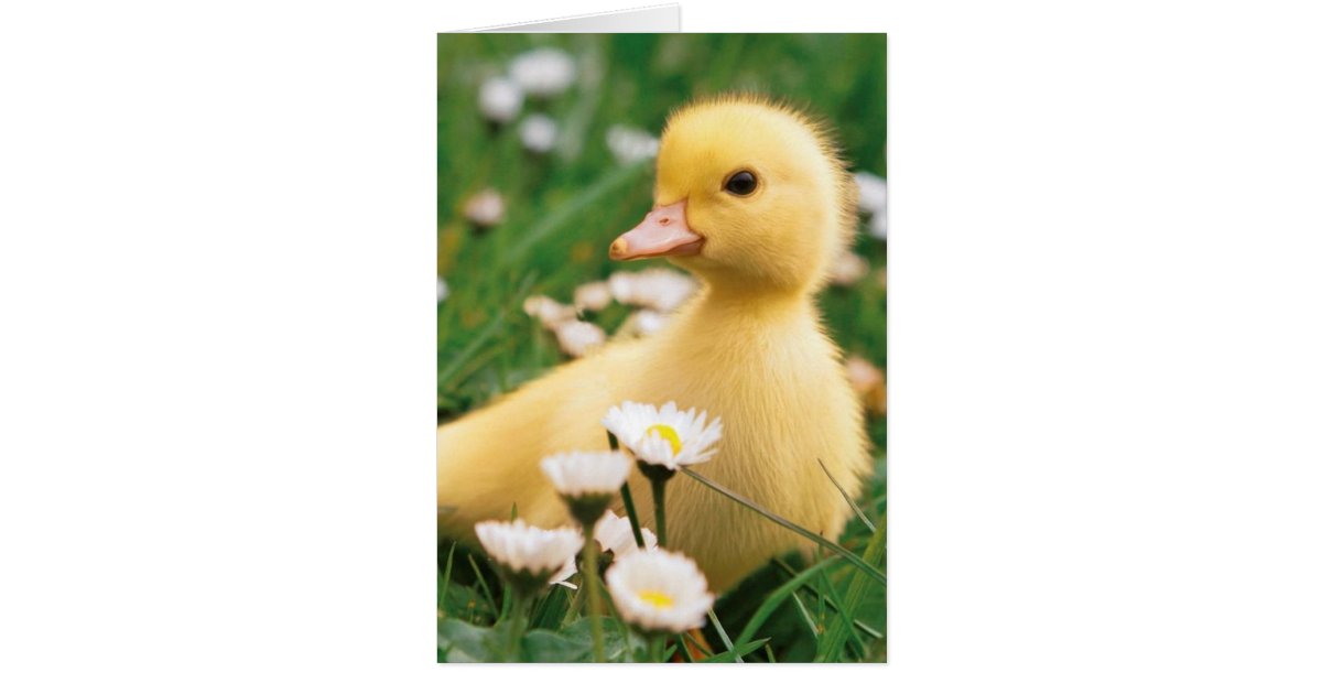 Happy Easter Cute Ducklings Photo Greeting Card Camden Graphics Greetings Cards