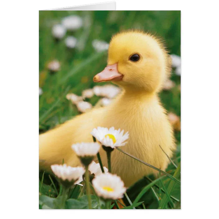 Happy Easter Cute Ducklings Photo Greeting Card Camden Graphics Greetings Cards