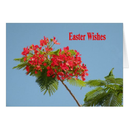 Easter Card with Royal Poinciana Flower