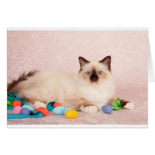 Easter Cat (Front Horizontal)