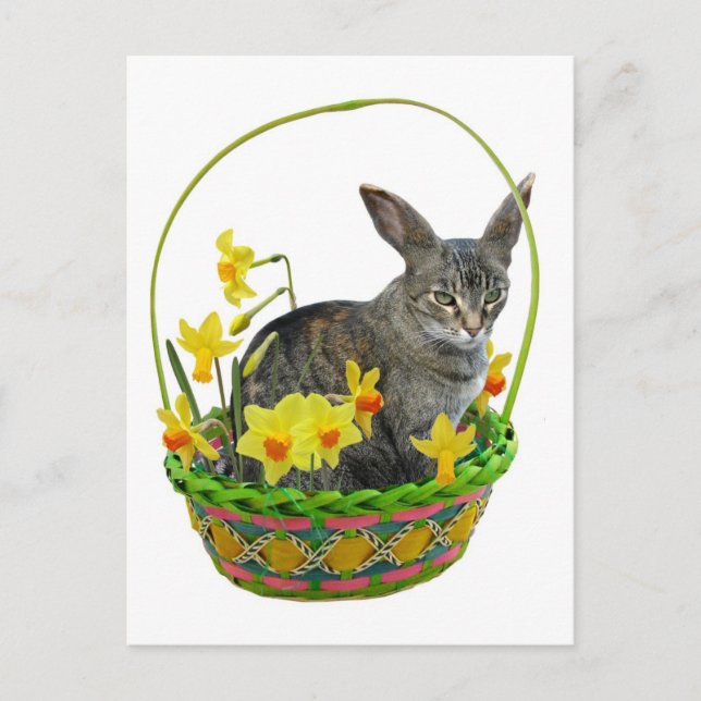 Easter Cat in Daffodils Postcard (Front)