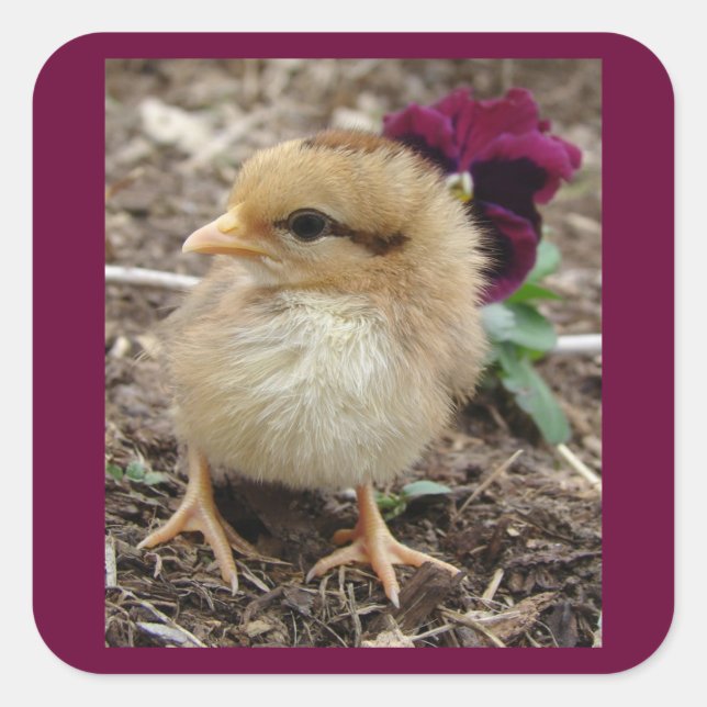 Easter Chick-A-Dee-Light I Square Sticker (Front)