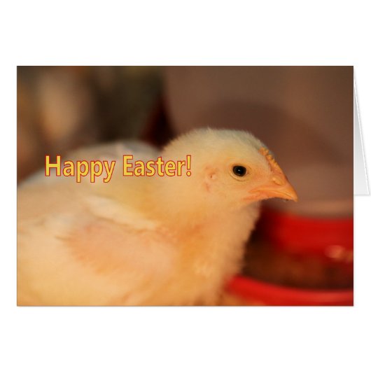 Easter chick cards (Front Horizontal)