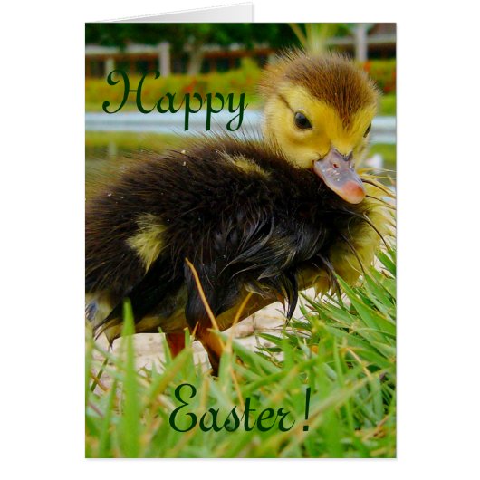 Easter Chick Cards (Front)