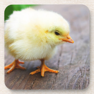 Easter Chick Drink Coaster