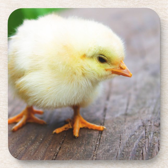 Easter Chick Drink Coaster (Front)