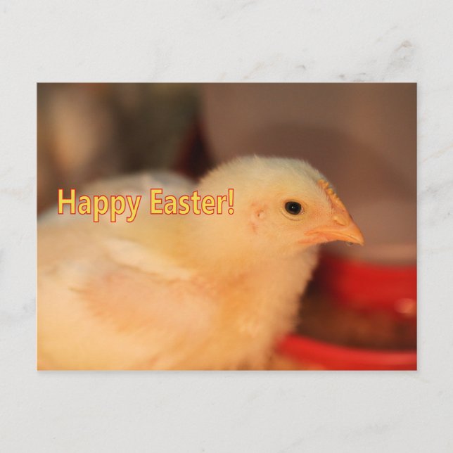 Easter chick holiday postcard (Front)
