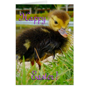 Easter Chick I Cards