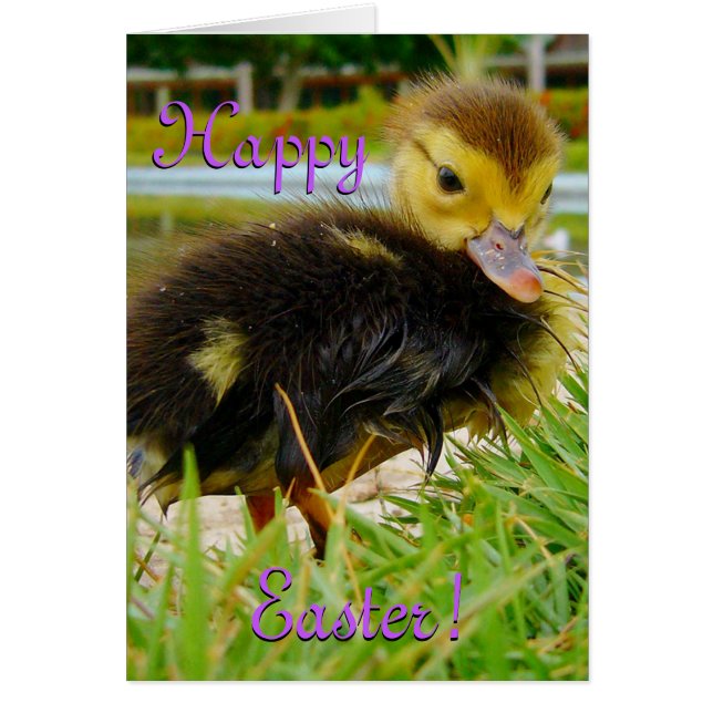 Easter Chick I Cards (Front)