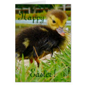 Easter Chick II (Front)