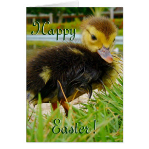 Easter Chick III Cards