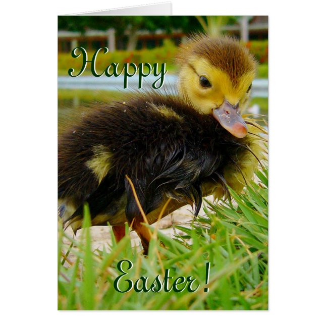 Easter Chick III Cards (Front)