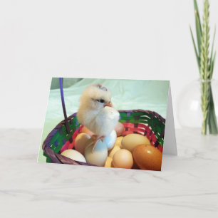 Easter Chick in a egg basket Holiday Card