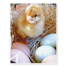 Easter Chick in Basket Temporary Tattoo