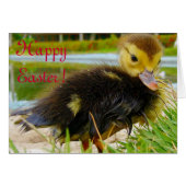 Easter Chick IV (Front Horizontal)