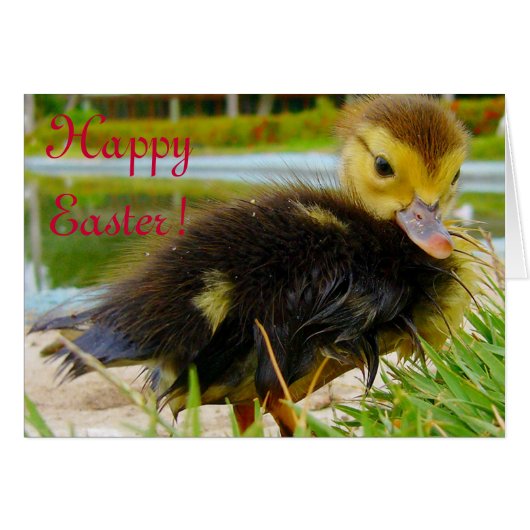 Easter Chick IV Cards (Front Horizontal)