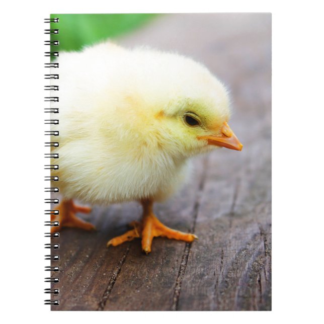 Easter Chick Notebook (Front)