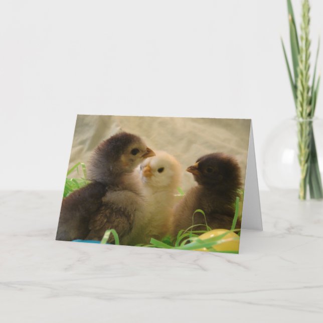 Easter Chickens Holiday Card (Front)