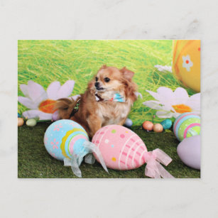 Easter - Chihuahua - Carlito Holiday Postcard