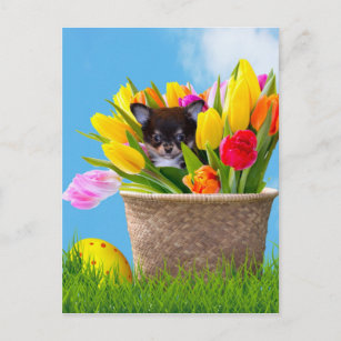 Easter Chihuahua dog Holiday Postcard