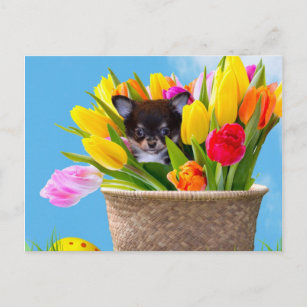 Easter Chihuahua dog Holiday Postcard