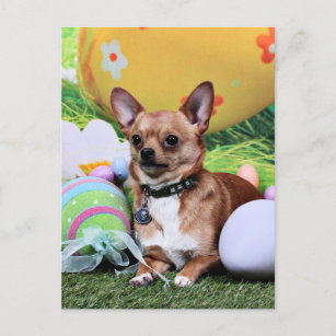 Easter - Chipin Rockwell - Chihuahua Rambo Holiday Postcard
