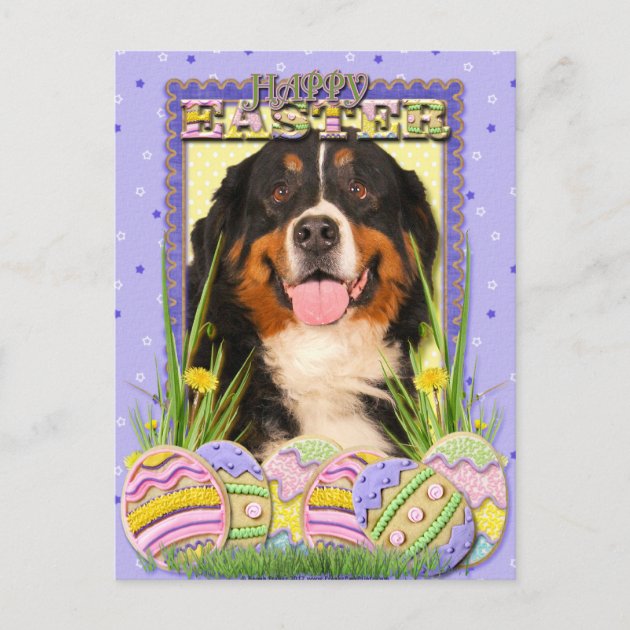 Bernese mountain outlet dog cookies