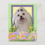 Easter Egg Cookies - Maltese Holiday Postcard at Zazzle