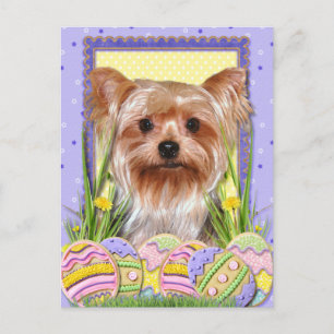 Easter Egg Cookies - Yorkshire Terrier Holiday Postcard