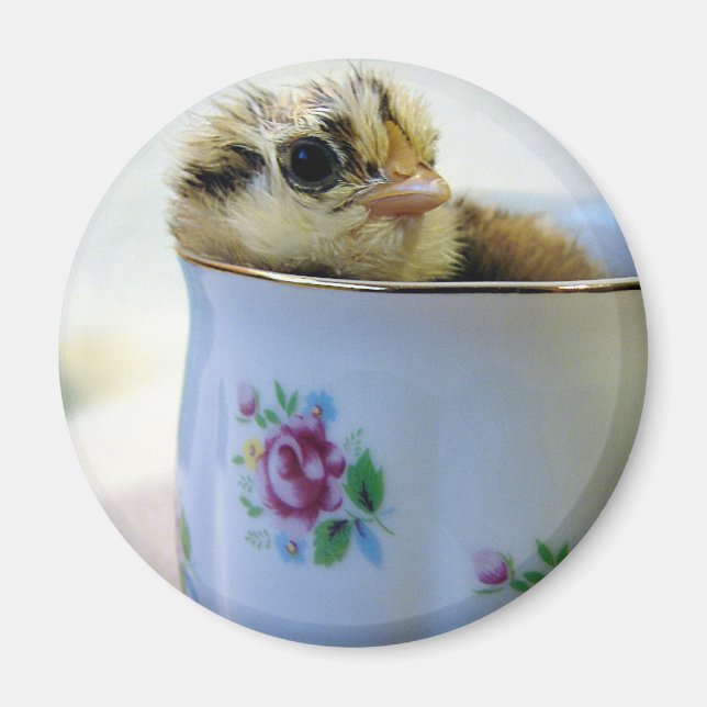 Easter Egger Chick in Cup Magnet (Front)