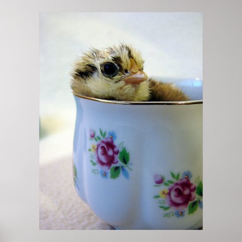 Easter Egger Chick in Cup Poster