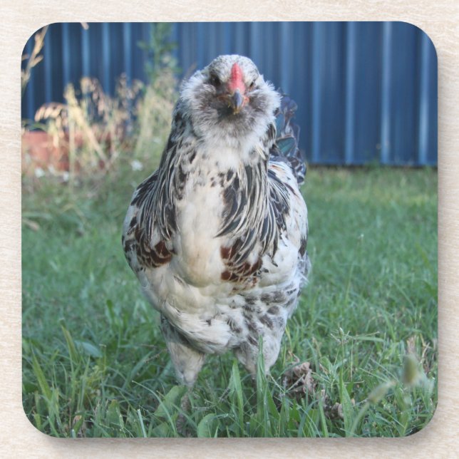 Easter Egger Rooster Beverage Coaster (Front)