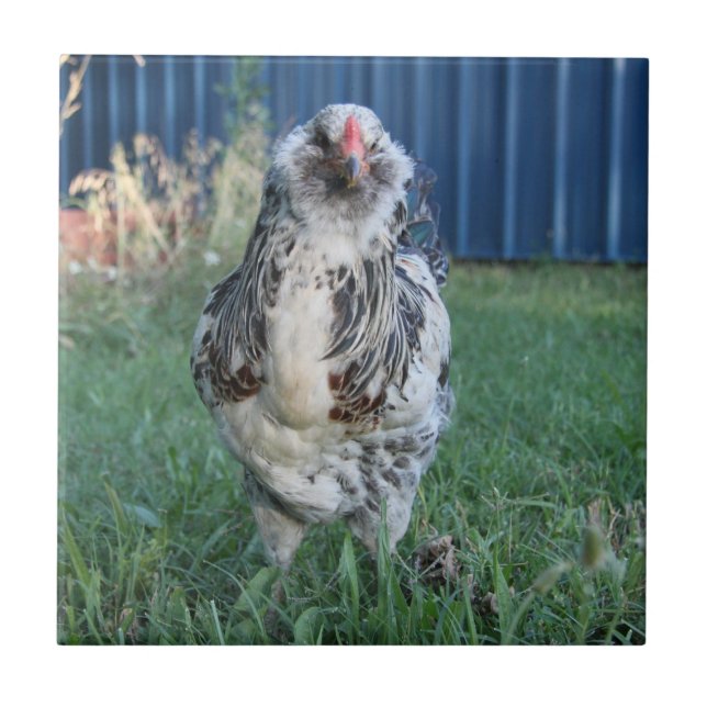 Easter Egger Rooster Ceramic Tile (Front)