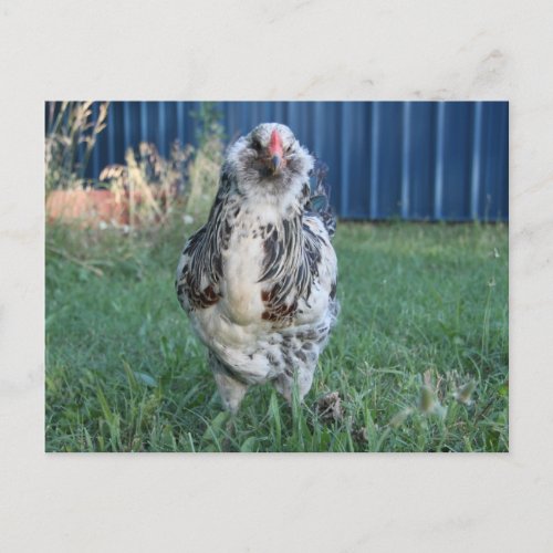 Easter Egger Rooster Holiday Postcard